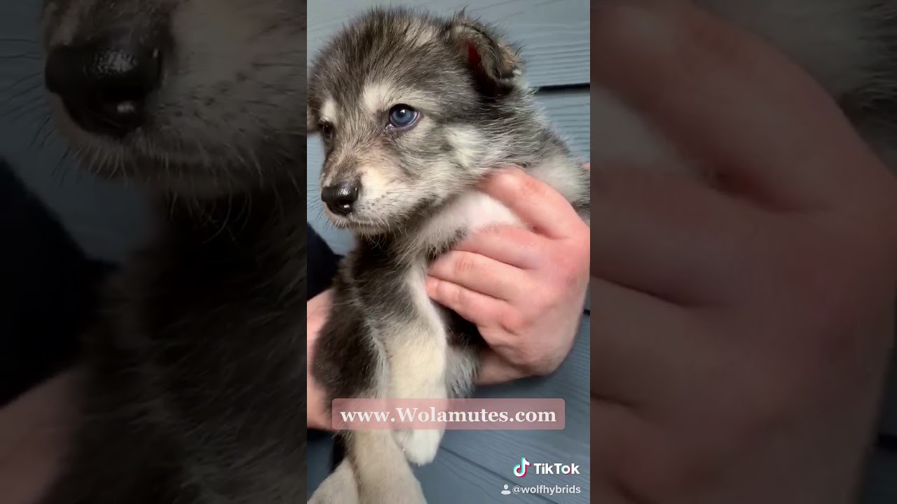 Texas Wolf Dog Pups YouTube