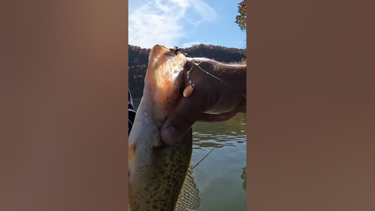 Crappie on the beetle spin shorts fishing youtube