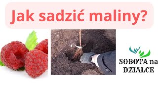 Jak sadzić maliny?