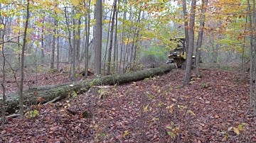 Dozer Skidding Summer 2025, Case 450 Action #bulldozer #chainsaw #tree