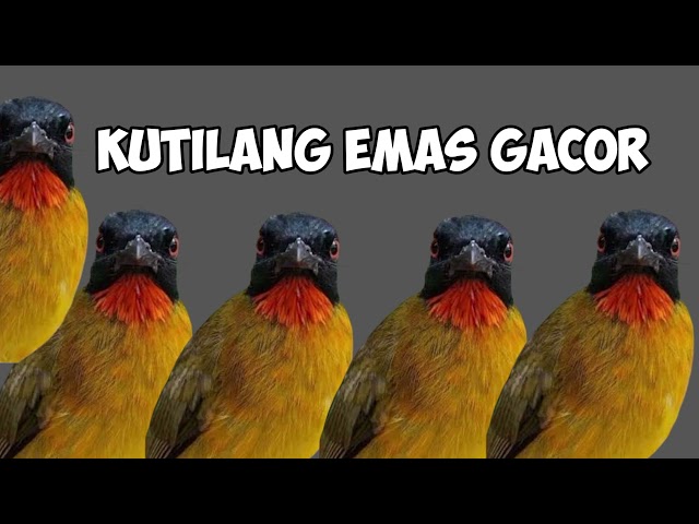 Suara pikat burung kutilang emas Terbaru 2023 class=