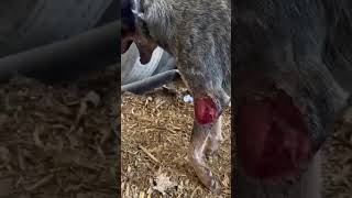 PUMMELED By Motorist, Dog's CRUEL Owner DUMPED Him On The Street To Fend For Himself… [STORY BELOW]