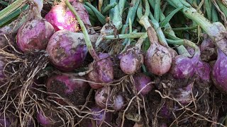 BEDA LAHAN BEDA CERITA 😱👍!! Panen bawang merah lahan A sangat memuaskan!!