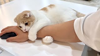 ずっと仕事してたら遊んでほしい子猫がついにこうなっちゃいました…