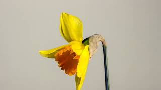 Easter Bell | True Nature | Easter Bell Daffodil Easter Spring Spring Flowers |