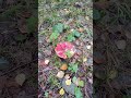 Amanita muscaria dorodne gniazdo 😃👍🏻🍄🍄🍄🍁🍂 #mushrooms #jesień #grzyby #las