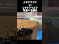 国産オオクワガタvsスマトラオオヒラタクワガタ