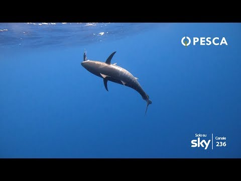 Puntata 7 – Traina d'Altura in Liguria