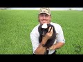 Snakes Eating Eggs! The Python Hunter : AnimalBytesTV