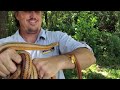 Snakes Eating Eggs! The Python Hunter : AnimalBytesTV