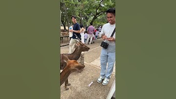 Have you fed a deer before? 🤭🦌