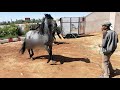 Mating Horses Arabian تزاوج الخيول العربية من اسطبلات الخيول ضيعة جوادي سامي