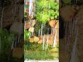 my low tack planted tank . #shorts #ytshorts #r and k Aqua#guppy