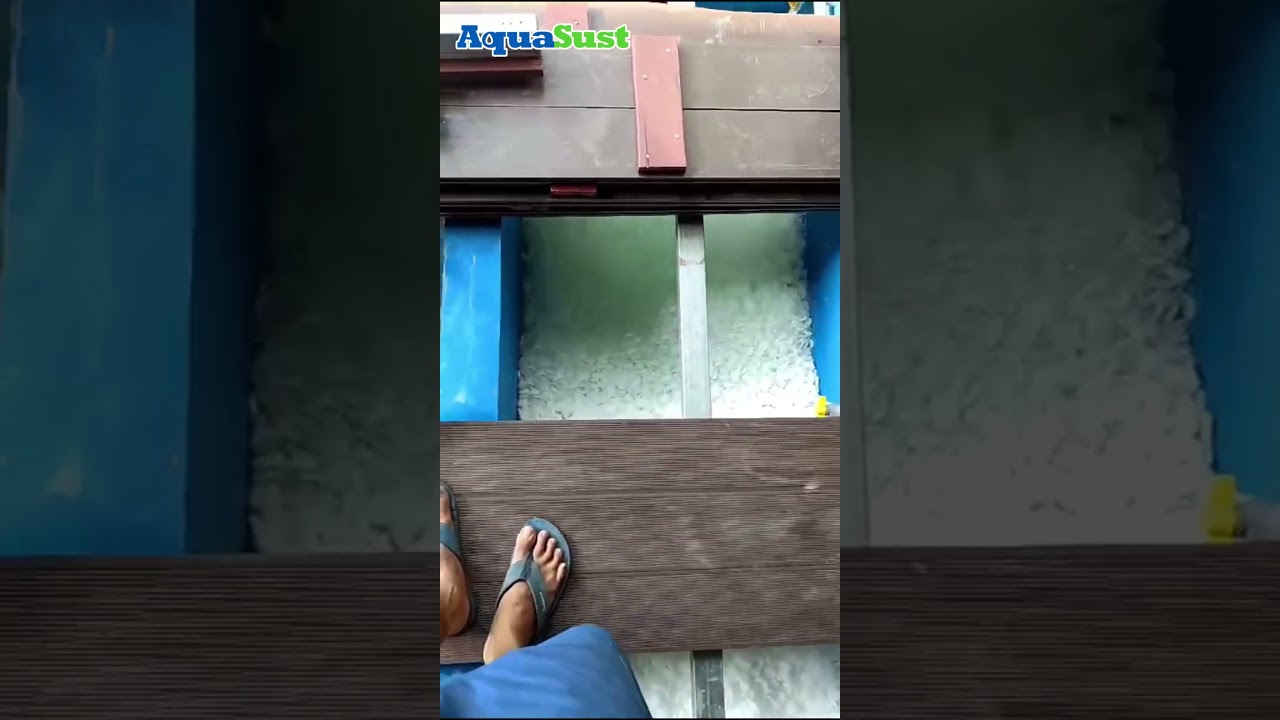 MBBR System for Koi Farming in Indonesia | Aquaculture Water Treatment