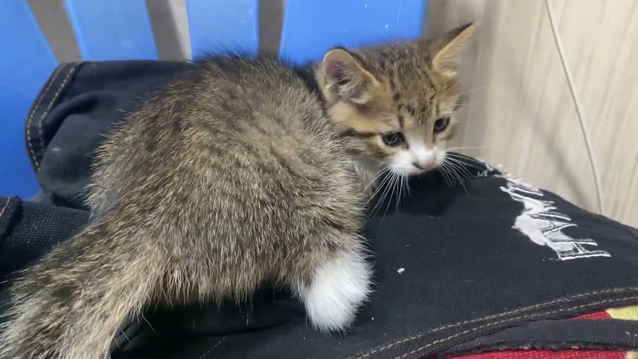 These tiny kittens are incredibly beautiful. I fed them.