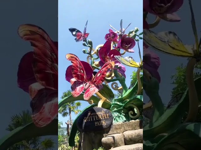 Kemenuh Butterfly Park. #gustibali #gustibalitours #baliescape #kemenuhbutterflypark
