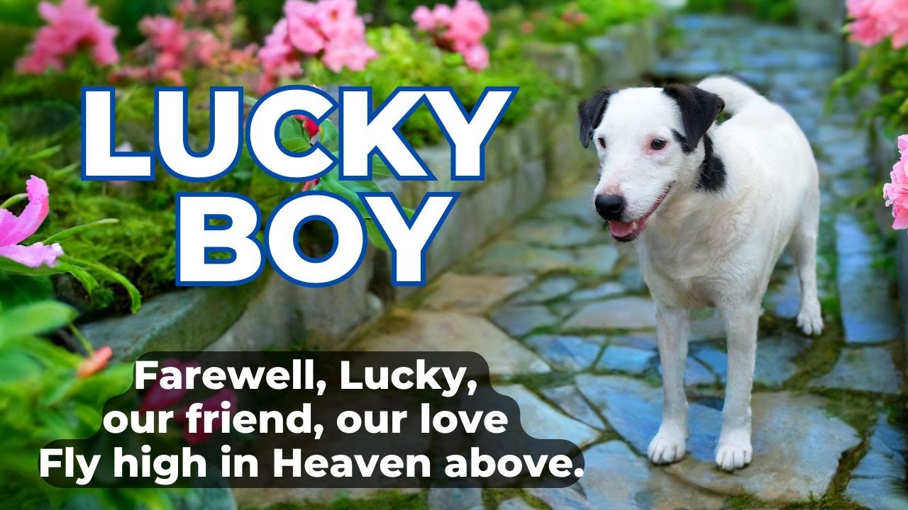 🎹 🎵 LUCKY BOY (Lyric Video) | Art Bryant - Farewell, Lucky, our friend, our love