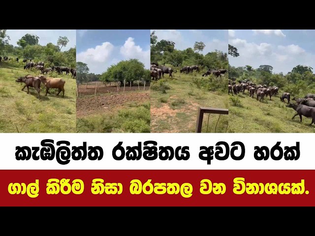 කැඹිලිත්ත රක්ෂිතය අවට හරක් ගාල් කිරීම නිසා බරපතල වන විනාශයක්.
