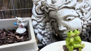Bye, Garden; Bye, Cats