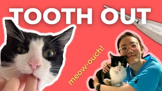 Fixing my cats teeth by May Yean 5,059 views 1 year ago 10 minutes, 13 seconds
