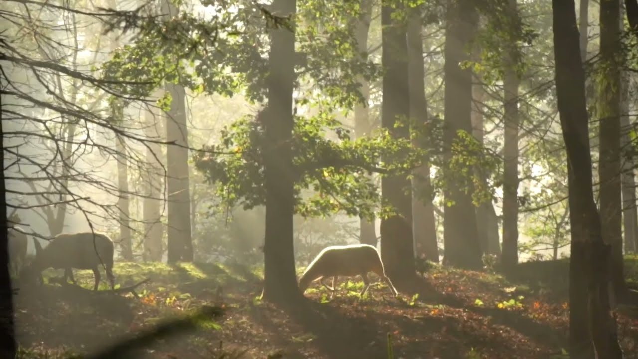 Jesus, Jesus, Oh mi Señor