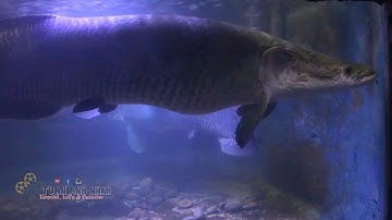 Cận cảnh cá Hải tượng khủng nhất Việt Nam có giá hàng tỷ đồng| Hồ Cá Trí Nguyên Nha Trang