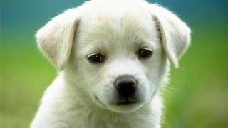 Study examines cancer risk for golden retrievers by Hello World 440 views 8 years ago 1 minute, 20 seconds