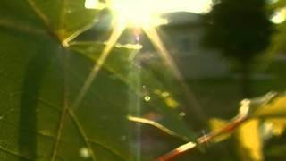 Video thumbnail of "Broken Social Scene - Looks Just Like The Sun"