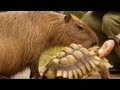 カピバラの「そのバナナ僕も欲しいなぁ」 ( Tortoise eat banana and capybara come)