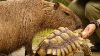 カメの餌を欲しがるカピバラ  