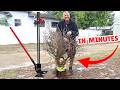 “The Lazy Way to Remove a Shrub (That Actually Works)”