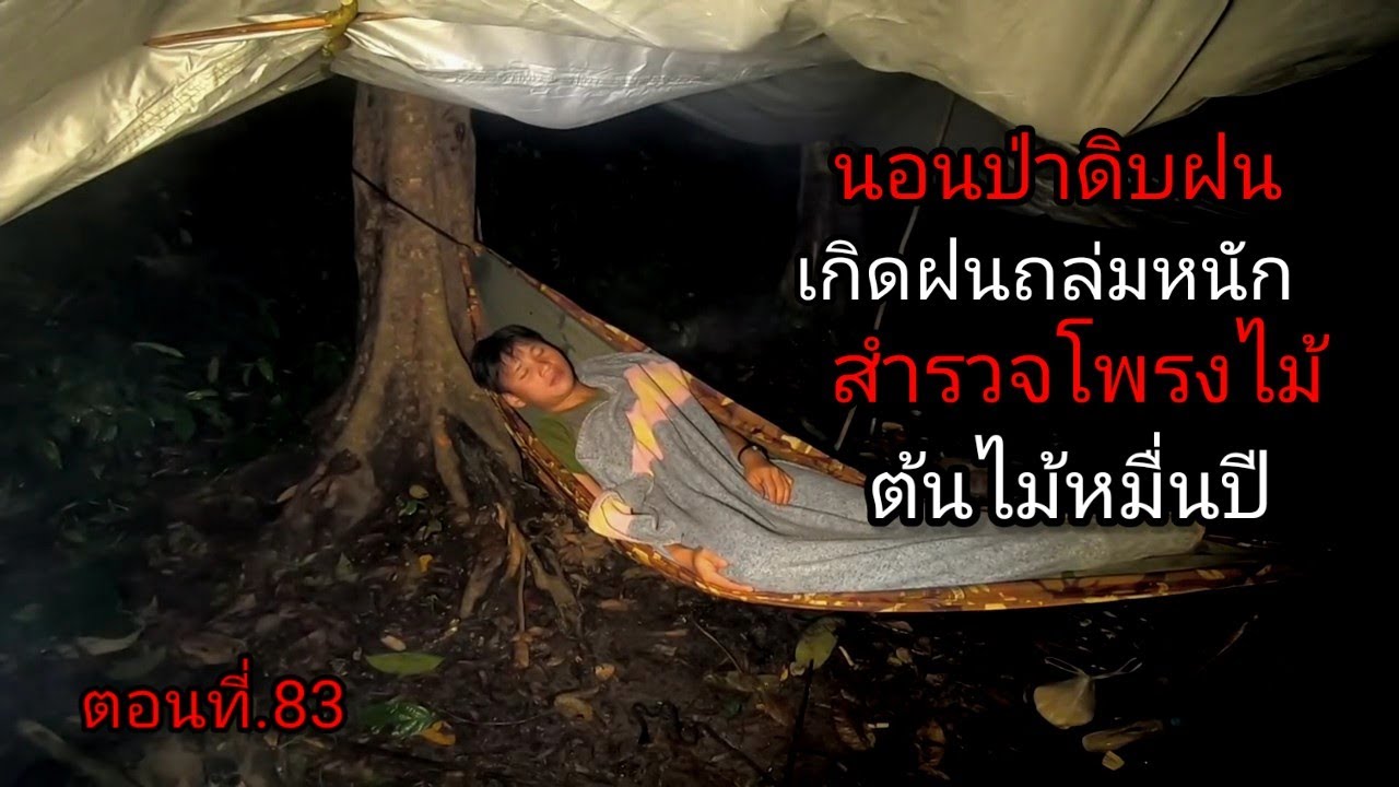 นอนป่าดิบฝน เกิดฝนถล่มหนัก สำรวจโพรงไม้ยักษ์ ต้นไม้อายุหมื่นปี วิ่งหนีเอาชีวิตรอด ตอนที่.83