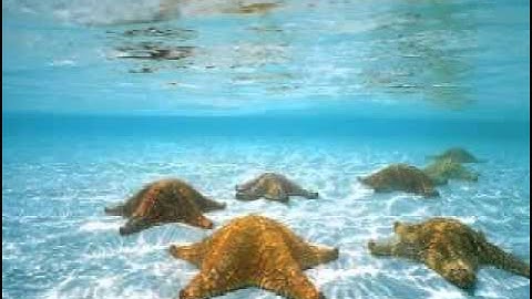 سورة الأنبياء مشاري بن راشد العفاسي