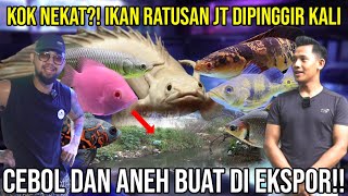 KOK NEKAT?! IKAN RATUSAN JT DIPINGGIR KALI, CEBOL DAN ANEH BUAT DIEKSPOR!! #Audreykingofthejungle