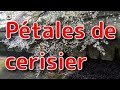 Pétales De Cerisiers Cherry Blossom Petals On Water Surface mp3