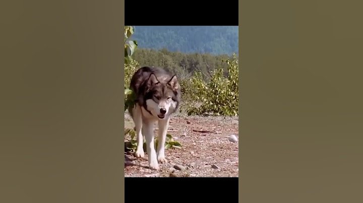 Boy puts his hand in Wolf's mouth #wolf #whitefang #viralshort #fypage #wolfboy