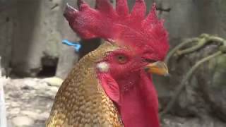 Aprecie O Belíssimo Canto Desse Galo Caipira.