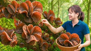 Harvesting 1000  Giant Wood Ear Mushrooms To Sell | A Bumper Day Of Mushrooms In The Forest