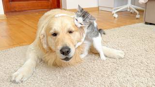 Golden Retriever’s Reaction to an Annoying Kitten Is Priceless!!