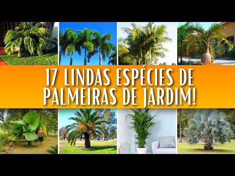Vídeo: O que é uma palmeira? Descrição da planta, espécie, foto
