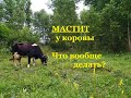 Лечение основных видов мастита у коров