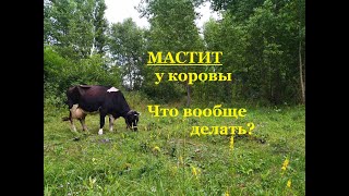 Лечение основных видов мастита у коров