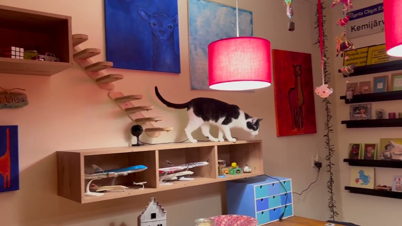 Kissat Jip & Janneke uudessa kodissa, 9 kk ikäisinä