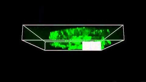 3D z stack confocal zebrafish