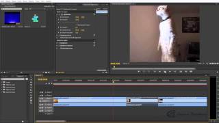 Как сделать стоп кадр в Adobe Premiere