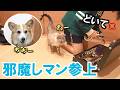 部活の自主練を邪魔してお姉に追い出される犬と猫がかわいい