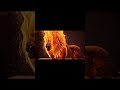 Insane Matchstick Lion 🔥😱 | Hyper Realistic Sculpture You Won’t Believe!#shorts #matchstickart #lion