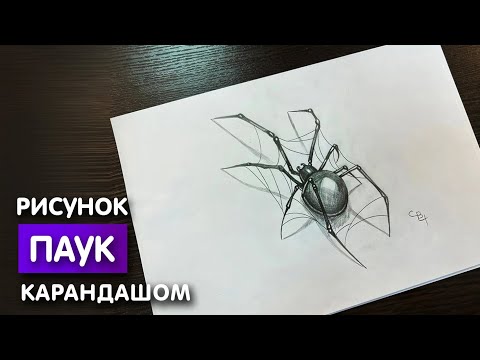 Как нарисовать паука карандашом | Рисунок для начинающих поэтапно