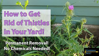 How to Get Rid of Thistles in Your Yard - No Chemicals Needed!!