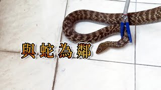 【人蛇衝突】與蛇為鄰解開對蛇的誤解與恐懼(我們的島 第1071集 20200907)